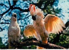 Animaux oiseaux cacatoès d'occasion  Fruges