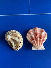 Seashell decatopecten plica for sale  NEWCASTLE UPON TYNE