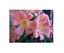 Clivia miniata pink gebraucht kaufen  Pfullingen