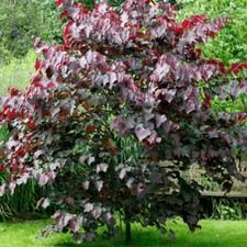 Cercis forest pansy for sale  HORSHAM