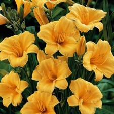 Golden yellow stella for sale  Parsippany