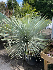 Yucca rostrata litre for sale  YORK