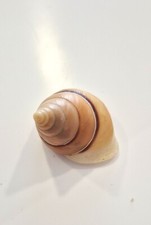 Papuina steursiana rare usato  San Martino Dall Argine