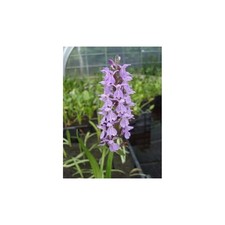 Dactylorhiza praetermissa knab gebraucht kaufen  Pinneberg
