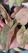 Syngonium milk confetti for sale  Coarsegold