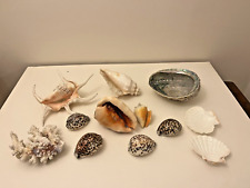 Job lot seashells for sale  WALTON-ON-THAMES