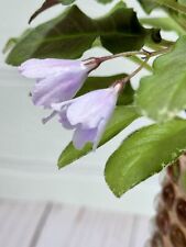 African violet starter for sale  Navarre