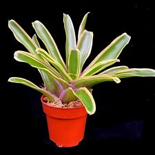 Neoregelia fire ball for sale  LEIGH