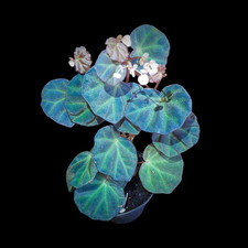 Rarität begonia sarawak gebraucht kaufen  Mainz
