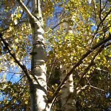 Betula pendula betulla usato  Sonnino