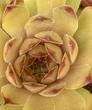 Sempervivum hauswurz leon gebraucht kaufen  Bad Griesbach i.Rottal