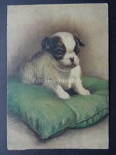 Japanese spaniel puppy for sale  UK