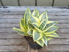 Sansevieria sunny star for sale  Homestead