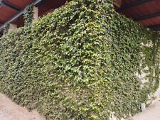 Ficus repens rampicante usato  Caravaggio