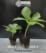 Pachysandra terminalis live for sale  Sheridan