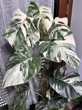 Talea monstera albo usato  Ornago