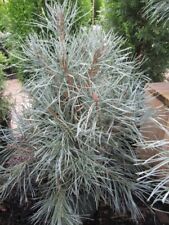 Pinus sylvestris glauca gebraucht kaufen  Zetel