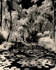 Lg78 original photo for sale  Dixon