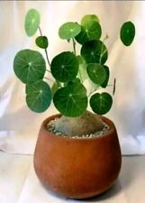 Stephania erecta Grande cerca de 10cm de diâmetro Enraizado🏵️ apenas uma planta --escolha uma comprar usado  Enviando para Brazil
