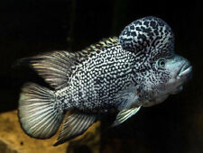 Black nasty haitian for sale  LONDON