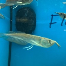 Silver arowana for sale  New Bedford