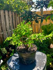 Fukien tea bonsai for sale  Bonita Springs