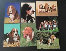 basset hund gebraucht kaufen basset hund gebraucht kaufen Borna