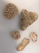 Dry coral reef for sale  USA