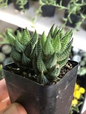Haworthia reinwardtii rare for sale  Oakland