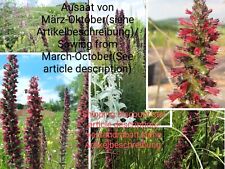 Russischer natternkopf echium gebraucht kaufen  Langenfeld (Rheinland)