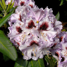 Großblumige rhododendron ping gebraucht kaufen  Bad Zwischenahn