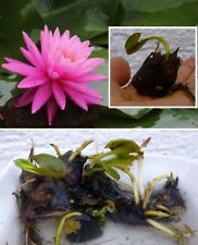 Rosa zwergseerose winterhart gebraucht kaufen  Kaiserslautern