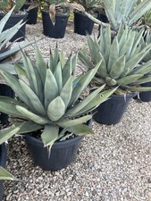 Używany, AGAVE X NIGRA (12 L) - FOTO REALI na sprzedaż  Wysyłka do Poland