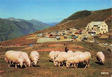 Col aubisque sheep d'occasion  Expédié en Belgium