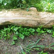 Large petrified wood for sale  Vicksburg