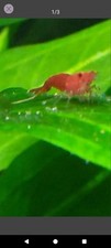 Live red cherry for sale  Cedarhurst