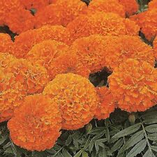 Suttons marigold african for sale  PAIGNTON
