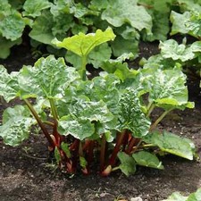 Red rhubarb root for sale  Manitowoc