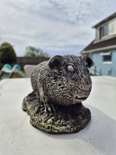 Lovely guinea pig for sale  PEMBROKE DOCK