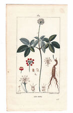 Botanical board 19th d'occasion  Expédié en Belgium