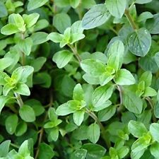 Italian oregano seeds for sale  Tarpon Springs