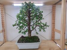 Live bonsai tree for sale  Kansas City