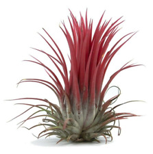 Air plant ionantha for sale  DRONFIELD