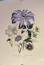 Giclee floral illustrations for sale  Demorest