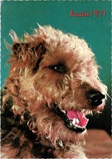 airedale terrier gebraucht kaufen airedale terrier gebraucht kaufen Perleberg