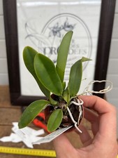 Cattleya dowiana aurea d'occasion  Les Ulis