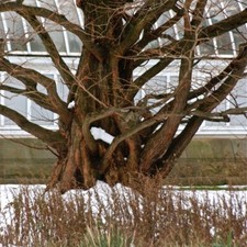 Metasequoia pianta glyptostrob usato  Caravaggio
