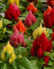 Flower celosia ice for sale  WREXHAM