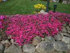 100 scarlet flame for sale  Spring City