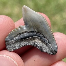 Tiger shark tooth for sale  Port Charlotte